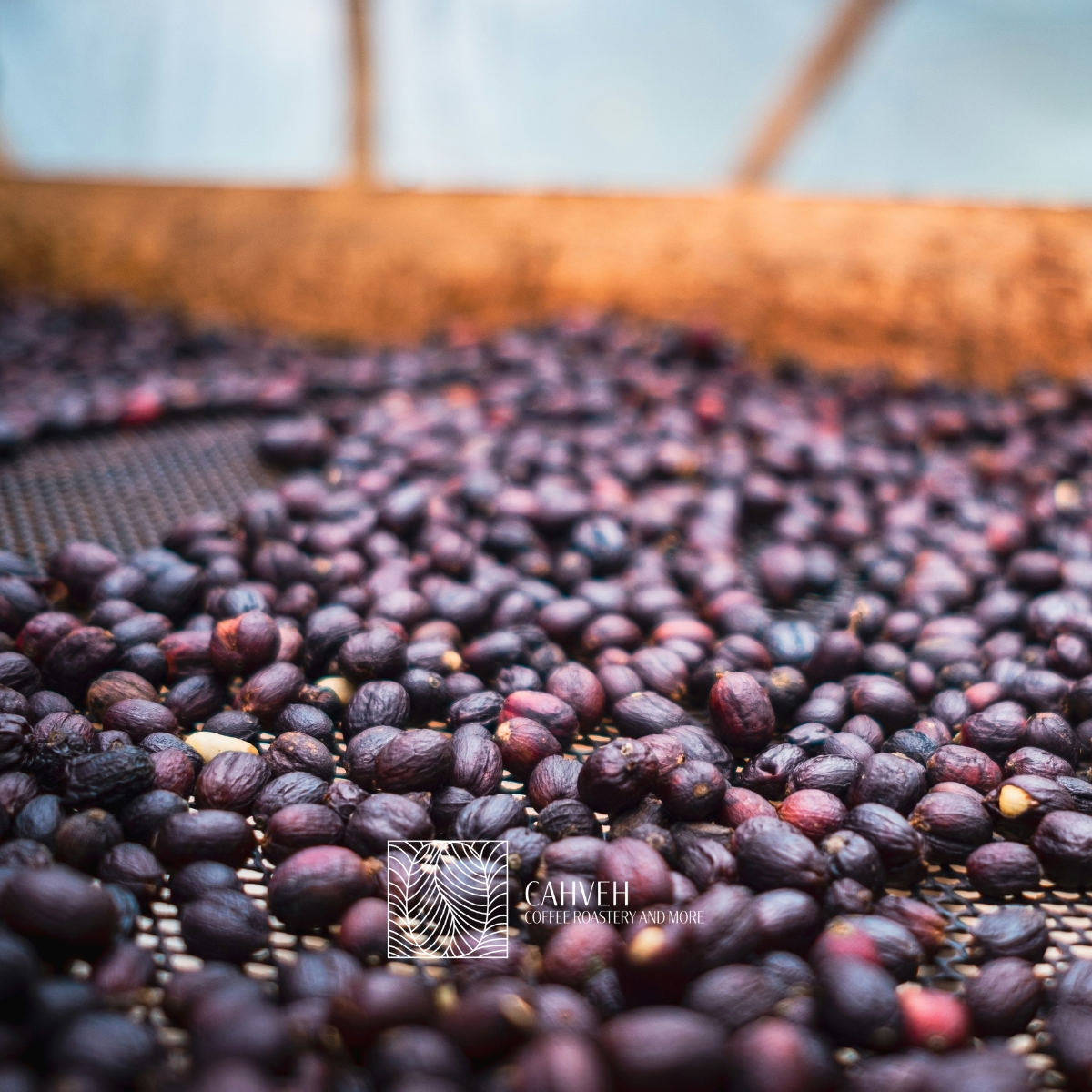 مراحل آماده‌سازی قهوه: از مزرعه تا فنجان